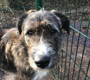 Oscar a brown and white Romanian rescue dog | 1 Dog at a Time Rescue UK