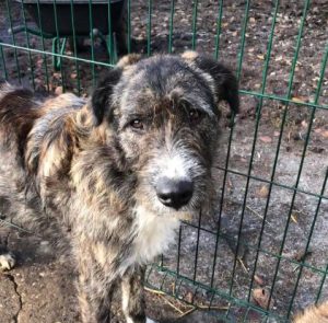 Oscar a brown and white Romanian rescue dog | 1 Dog at a Time Rescue UK