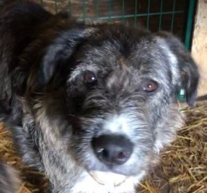 Oscar a brown and white Romanian rescue dog | 1 Dog at a Time Rescue UK