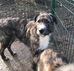 Oscar a brown and white Romanian rescue dog | 1 Dog at a Time Rescue UK