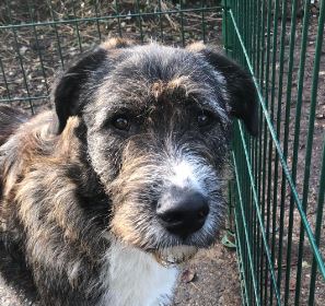 Oscar a brown and white Romanian rescue dog | 1 Dog at a Time Rescue UK