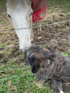 Oscar a brown and white Romanian rescue dog | 1 Dog at a Time Rescue UK