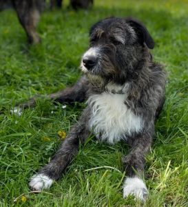 Oscar a brown and white Romanian rescue dog | 1 Dog at a Time Rescue UK