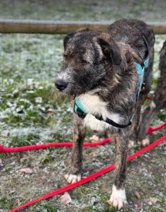 Oscar a brown and white Romanian rescue dog | 1 Dog at a Time Rescue UK