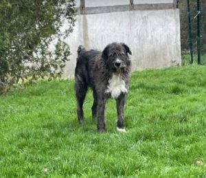 Oscar a brown and white Romanian rescue dog | 1 Dog at a Time Rescue UK