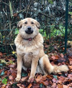 Reba a fawn Romanian rescue dog 1 | 1 Dog at a Time Rescue UK