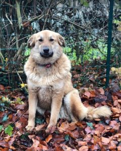 Reba a fawn Romanian rescue dog 1 | 1 Dog at a Time Rescue UK