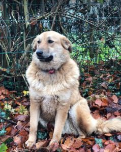 Reba a fawn Romanian rescue dog 1 | 1 Dog at a Time Rescue UK