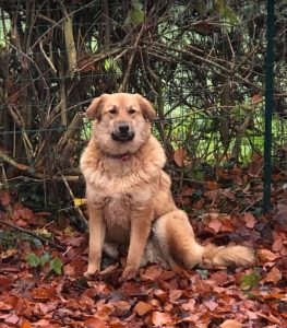 Reba a fawn Romanian rescue dog 1 | 1 Dog at a Time Rescue UK