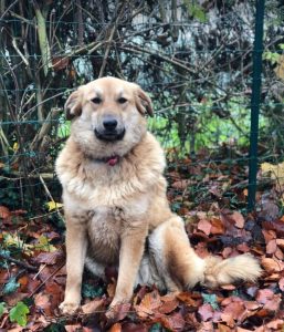 Reba a fawn Romanian rescue dog 1 | 1 Dog at a Time Rescue UK