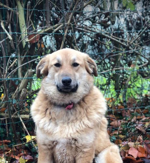 Reba a fawn Romanian rescue dog 1 | 1 Dog at a Time Rescue UK