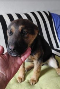 Carly a german shepherd dog | 1 Dog at a Time Rescue UK