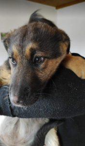 Carly a german shepherd dog | 1 Dog at a Time Rescue UK