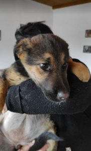 Carly a german shepherd dog | 1 Dog at a Time Rescue UK