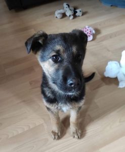 Carly a german shepherd dog | 1 Dog at a Time Rescue UK