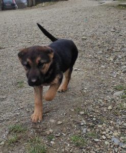 Carly a german shepherd dog | 1 Dog at a Time Rescue UK