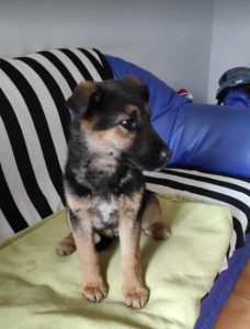 Carly a german shepherd dog | 1 Dog at a Time Rescue UK