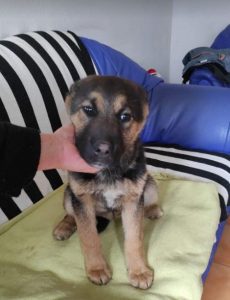 Carly a german shepherd dog | 1 Dog at a Time Rescue UK