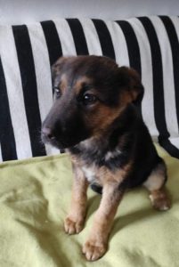 Carly a german shepherd dog | 1 Dog at a Time Rescue UK