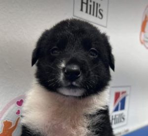 Elmo a black and white rescue dog 1 | 1 dog at a time rescue UK