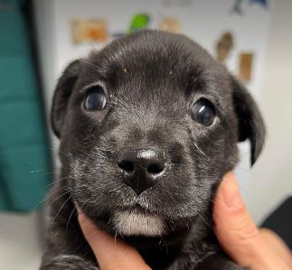 Percy a black and white rescue dog 2_1 dog at a time rescue UK Percy a black and white rescue dog | 1 dog at a time rescue UK