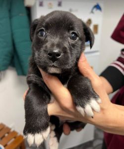 Percy a black and white rescue dog | 1 dog at a time rescue UK