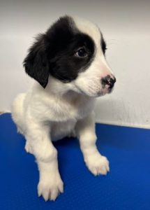 Winnie a black and white rescue dog | 1 dog at a time rescue UK