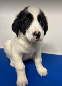 Winnie a black and white rescue dog | 1 dog at a time rescue UK