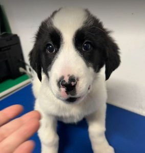 Winnie a black and white rescue dog | 1 dog at a time rescue UK