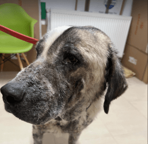 Alma an extra large Romanian rescue dog | 1 Dog at a Time Rescue UK