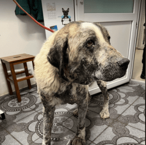 Alma an extra large Romanian rescue dog | 1 Dog at a Time Rescue UK