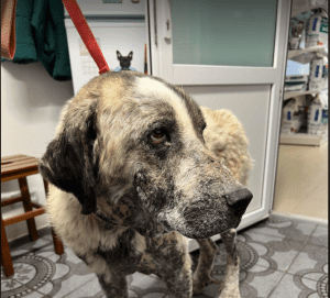 Alma an extra large Romanian rescue dog | 1 Dog at a Time Rescue UK