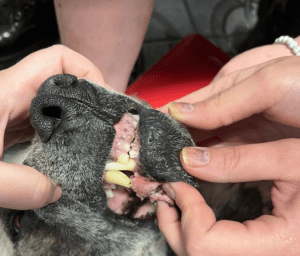 Alma an extra large Romanian rescue dog | 1 Dog at a Time Rescue UK