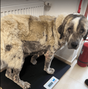 Alma an extra large Romanian rescue dog | 1 Dog at a Time Rescue UK