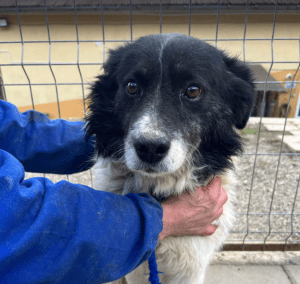 Bango a black and white romanian rescue dog | 1 dog at a time rescue UK
