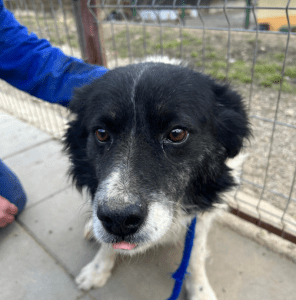 Bango a black and white romanian rescue dog | 1 dog at a time rescue UK
