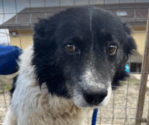 Bango a black and white romanian rescue dog | 1 dog at a time rescue UK