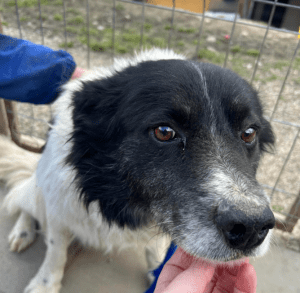 Bango a black and white romanian rescue dog | 1 dog at a time rescue UK