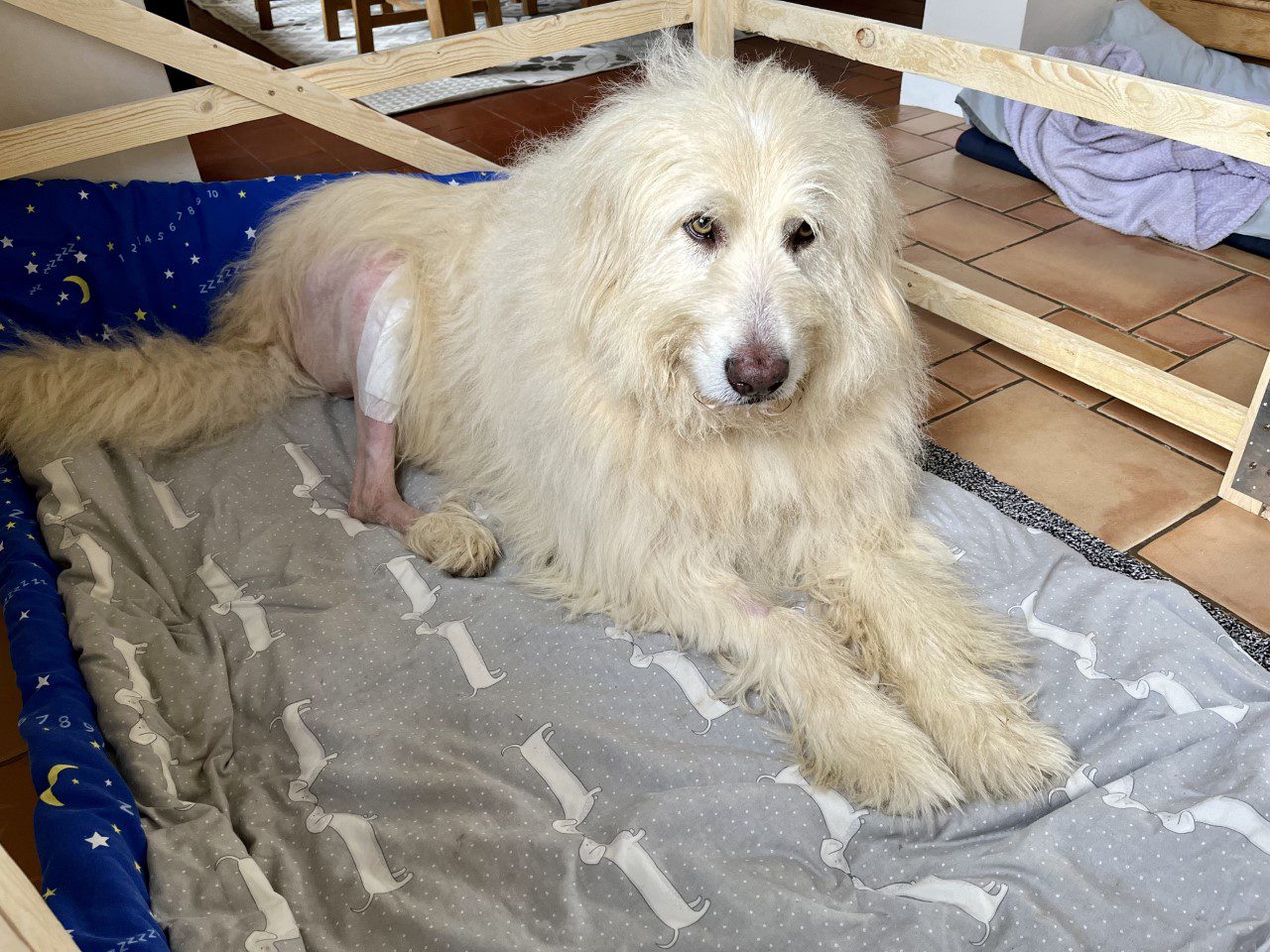 Baxter a Mioritic shepherd Romanian resuce dog TPLO surgery on hind leg | 1 Dog At A Time Rescue UK