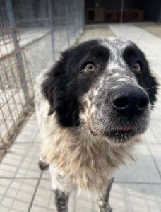 Benson a black and white Romanian rescue dog | 1 Dog at a Time Rescue UK