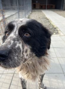 Benson a black and white Romanian rescue dog | 1 Dog at a Time Rescue UK