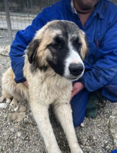 Carmella a faun and white Romanian rescue dog | 1 Dog at a Time Rescue UK
