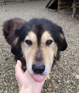 Howard a black and tan Romanian rescue dog | 1 Dog at a Time Rescue UK