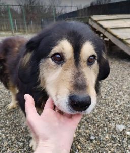 Howard a black and tan Romanian rescue dog | 1 Dog at a Time Rescue UK