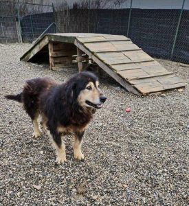 Howard a black and tan Romanian rescue dog | 1 Dog at a Time Rescue UK