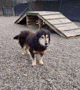 Howard a black and tan Romanian rescue dog | 1 Dog at a Time Rescue UK