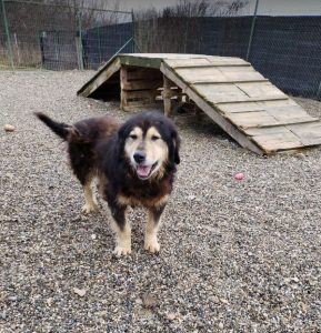 Howard a black and tan Romanian rescue dog | 1 Dog at a Time Rescue UK