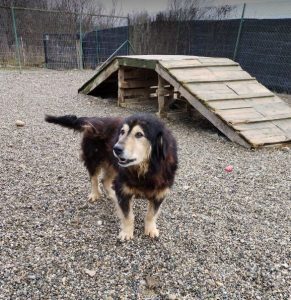 Howard a black and tan Romanian rescue dog | 1 Dog at a Time Rescue UK