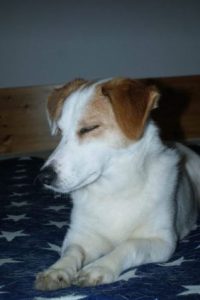Lilli a white and tan Romanian rescue dog | 1 Dog at a Time Rescue UK