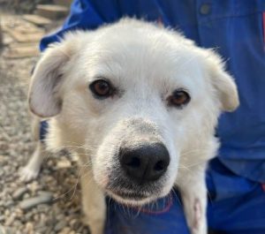 Mikkia a white rescue dog | 1 dog at a time rescue UK